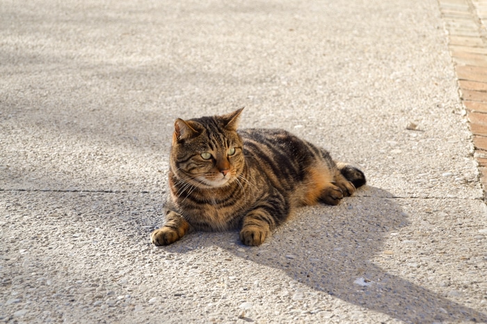 Tabby cat lying on concrete path