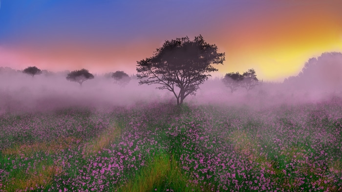 Digital painting of a misty landscape with flowers and trees