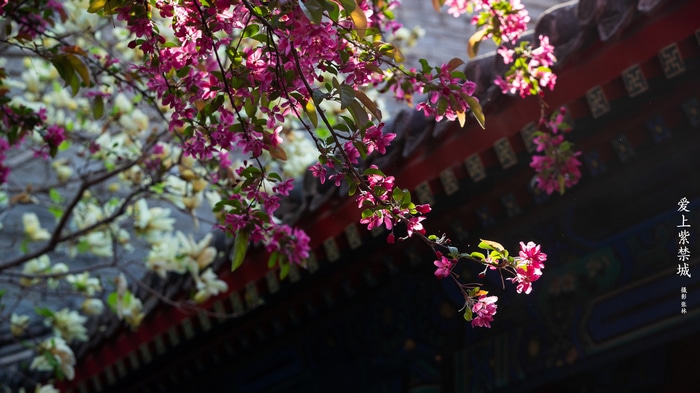 Pink and white flowers in front of Chinese Imperial Palace architecture