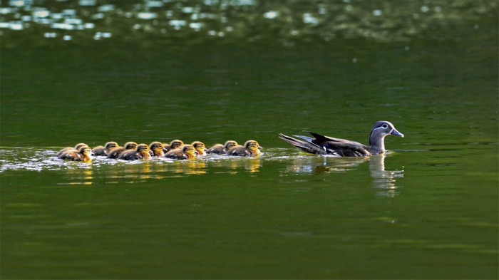 Mother duck and ducklings swimming in water