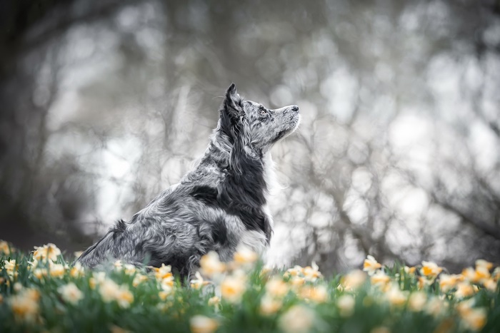 A merle dog sits in a field of daffodils