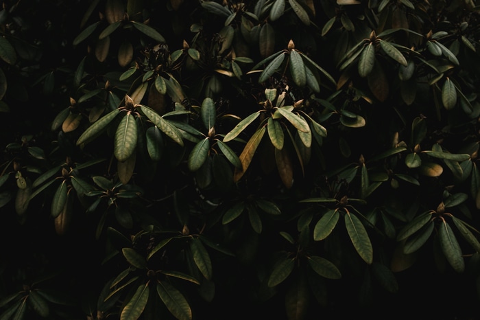4K dark green leaves of a plant