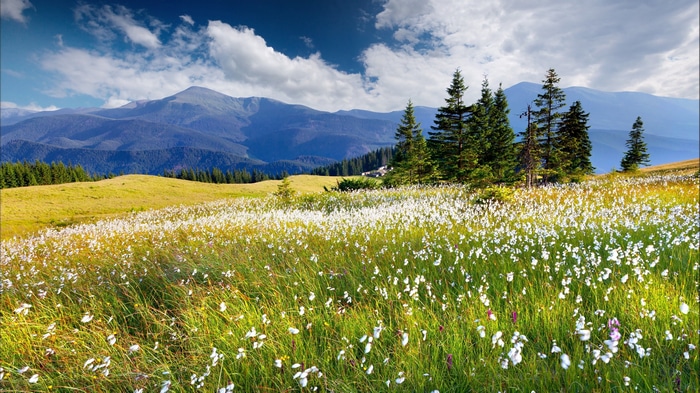 4K Mountain Landscape with Field of Flowers and Trees