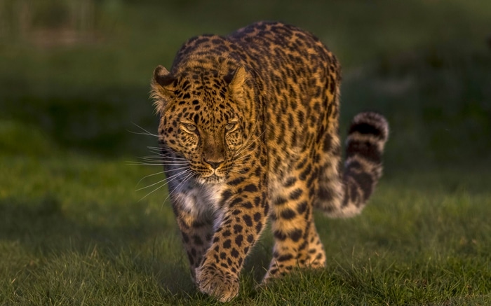 Leopard walking on grass in natural light
