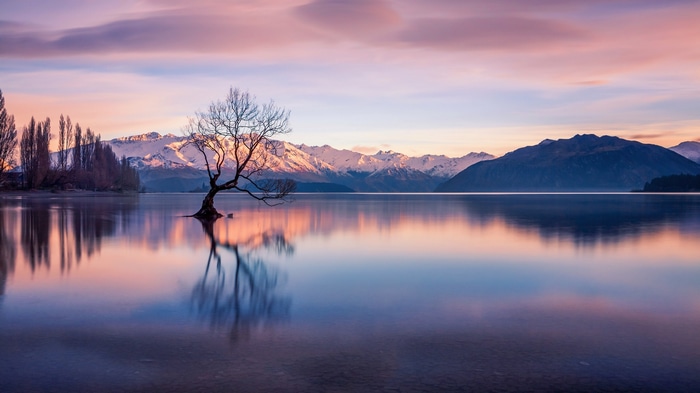 Lone tree in Lake Wanaka at sunrise with snowy mountains