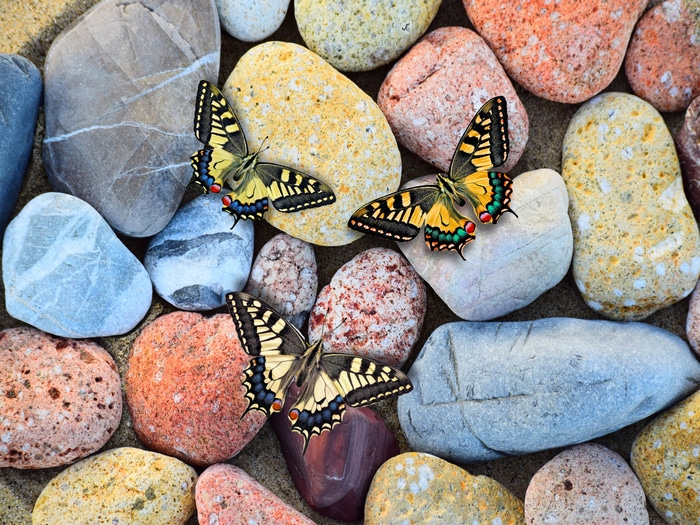 Three colorful butterflies on stones