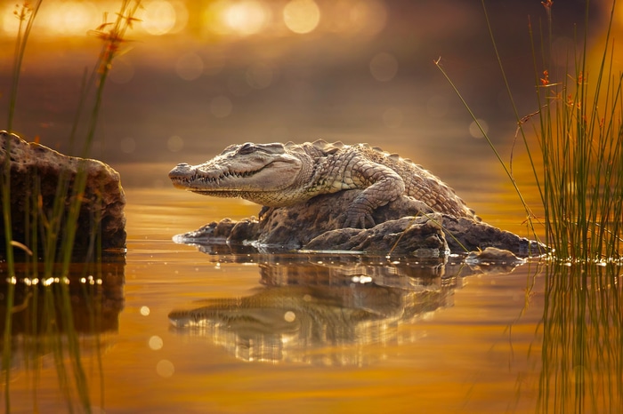 Crocodile resting on a rock in golden water