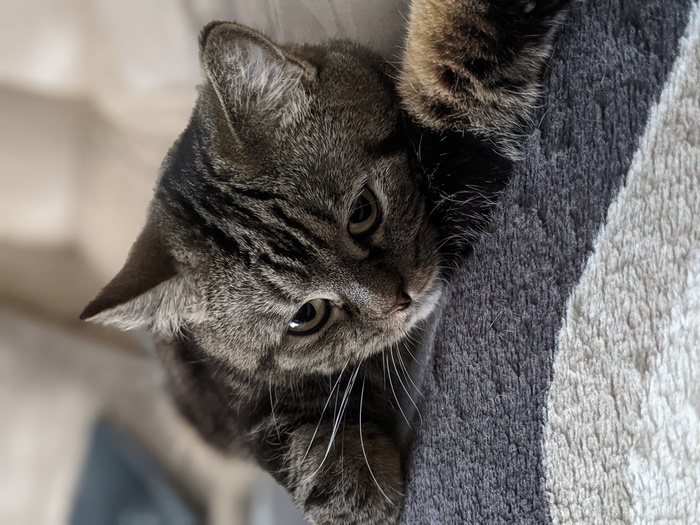Tabby Cat Lying Down on a Striped Blanket