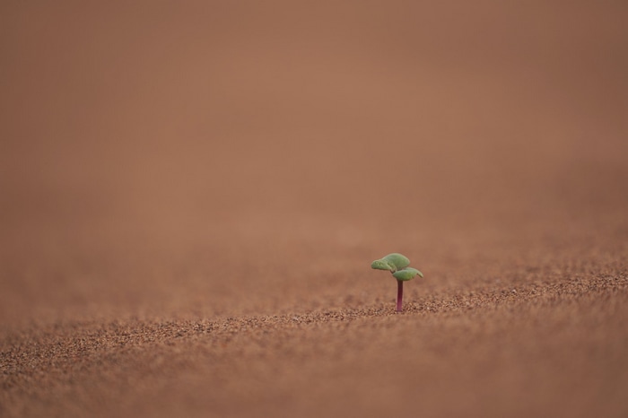 A lone sprout grows in the desert sand