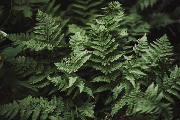 Green ferns in a forest