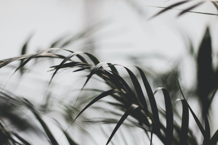 Dark palm leaves against a bright background