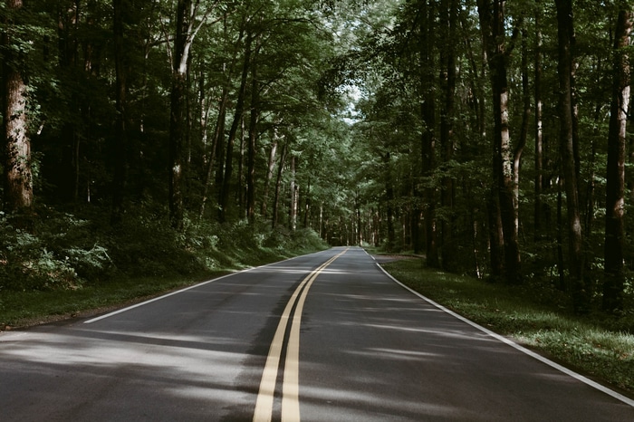 A paved road winds through a dense green forest.