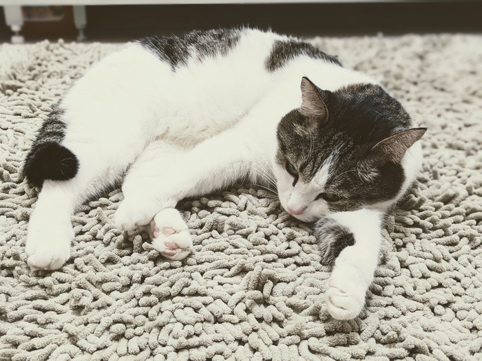 Cat 4K