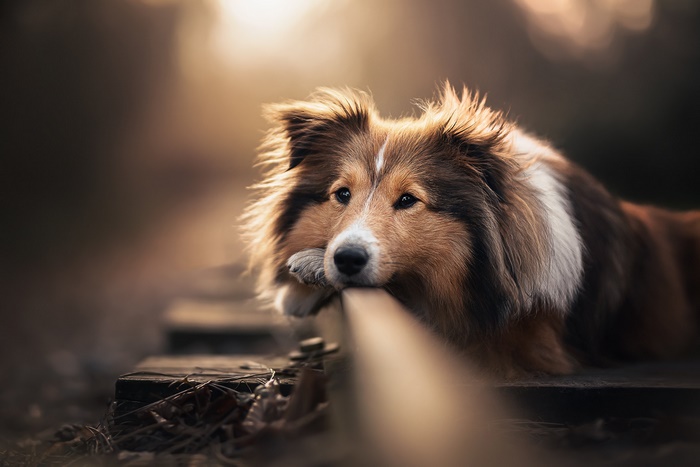 Scottish Shepherd Resting Calmly Outdoors