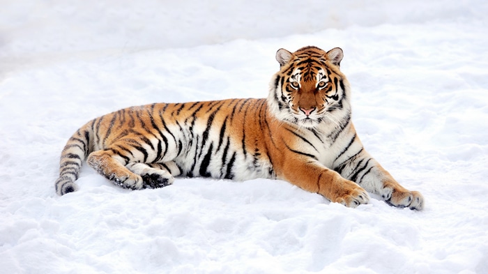 4K tiger lying in the snow