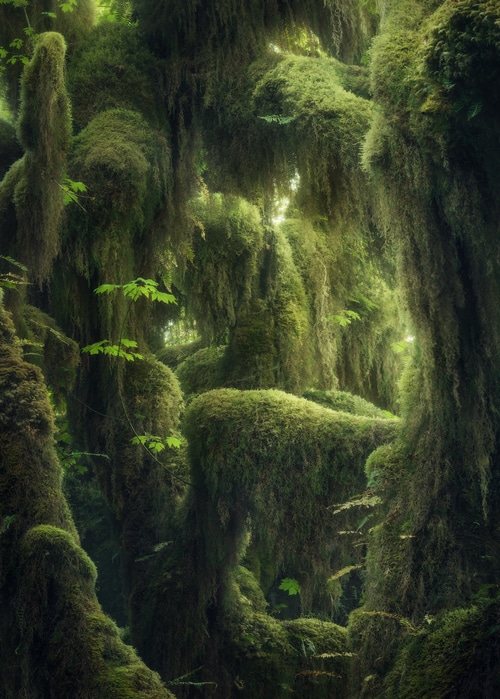 Overgrown mossy trees in a green rainforest