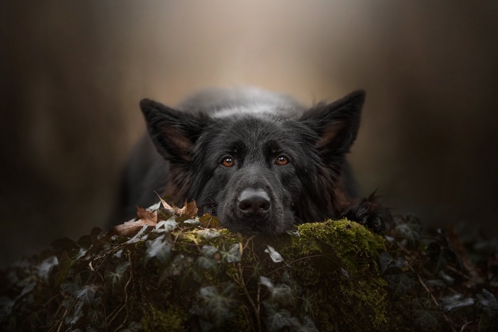 Black German Shepherd resting on mossy ground