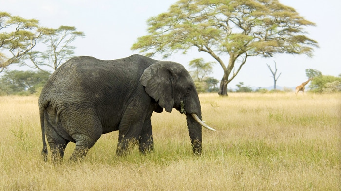 Elephant in a grassy savanna with trees and giraffe