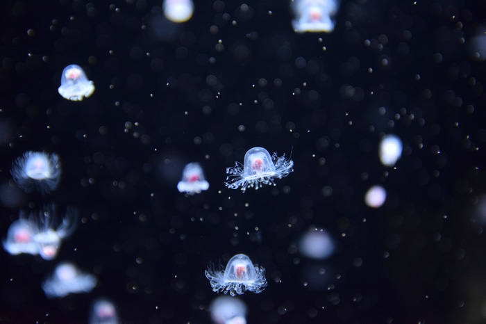 4K underwater view of glowing jellyfish