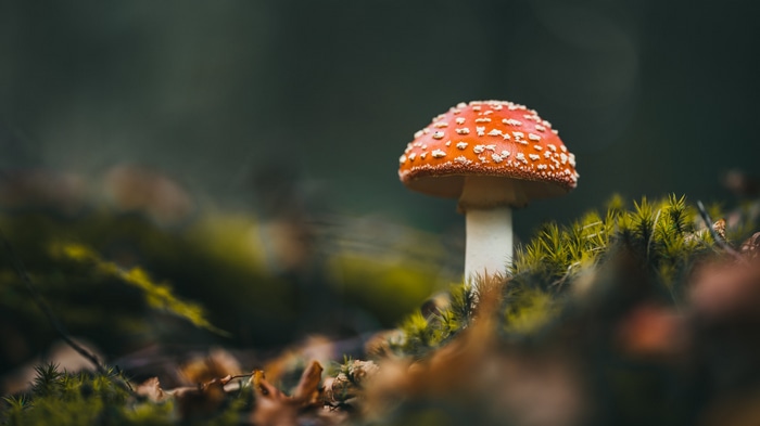 Amanita muscaria mushroom on mossy forest floor