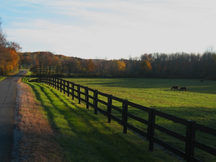 Horses graze in a field next to a fence and road in fall