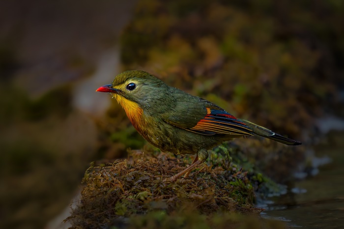 Red-billed Leiothrix in Natural Habitat