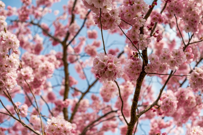 4K Cherry Blossoms in Spring