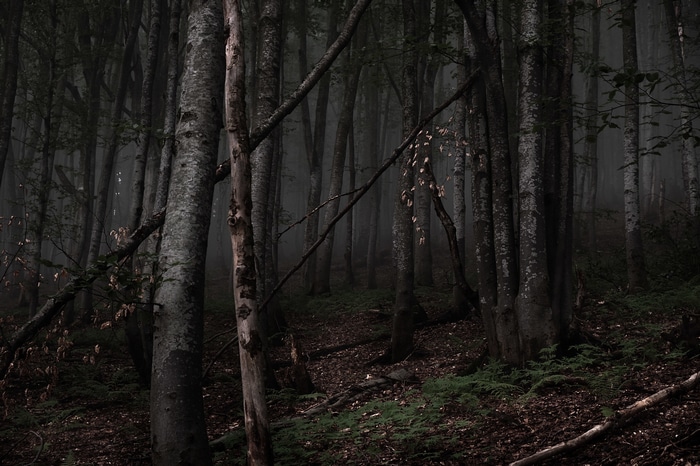 Dark misty forest with tall trees and fallen leaves
