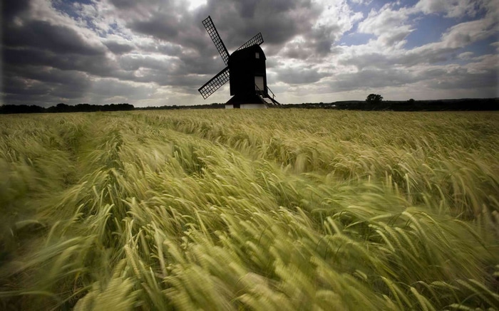 Windmill in a field of wheat under cloudy sky