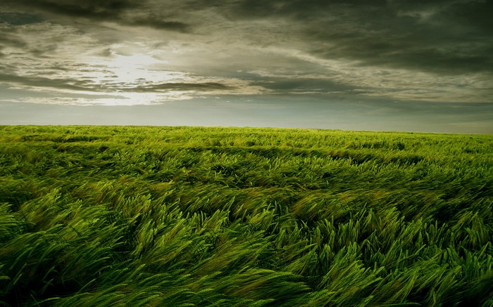 Green field under stormy clouds