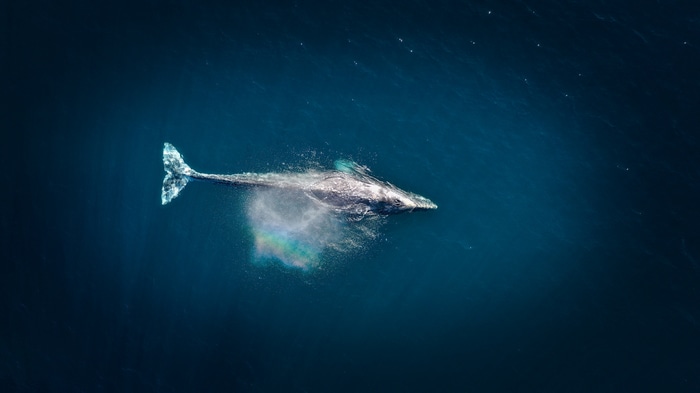 Whale breaching and spraying water in the ocean