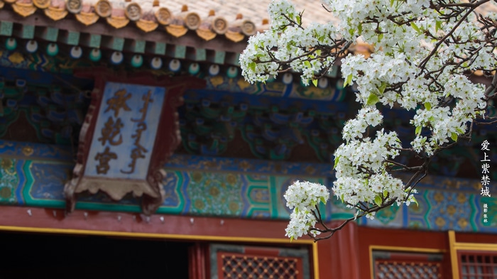 White flowers bloom in front of the Forbidden City