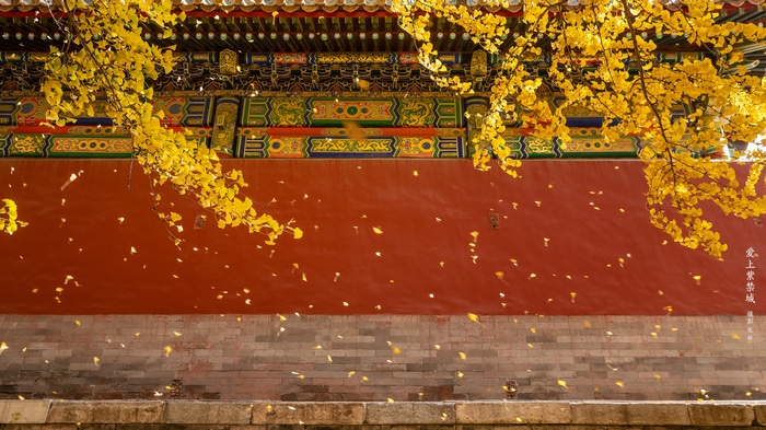 Golden Ginkgo Leaves Fall in front of the Imperial Palace