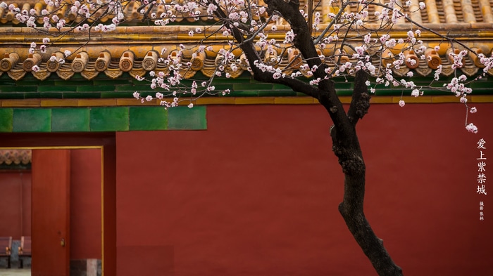 Blossoming tree in front of the Forbidden City wall