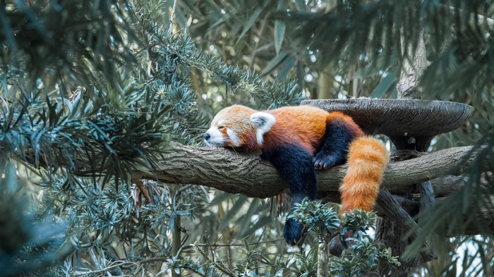4K Red Panda sleeping on a tree branch