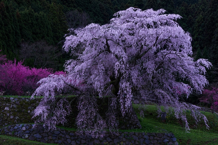 4K Weeping Cherry Blossoms in Spring Garden