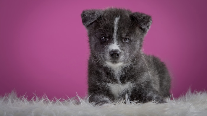 4K Akita puppy on a pink background