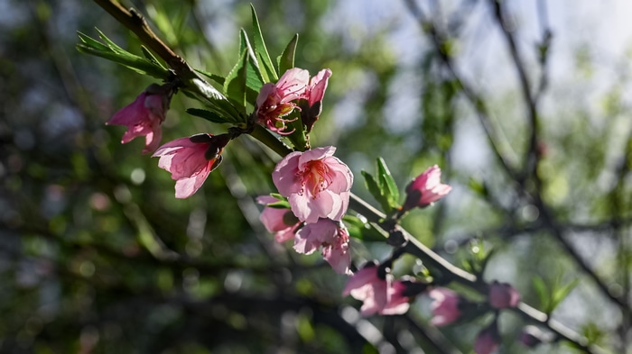 4K pink flowers on a tree branch in spring