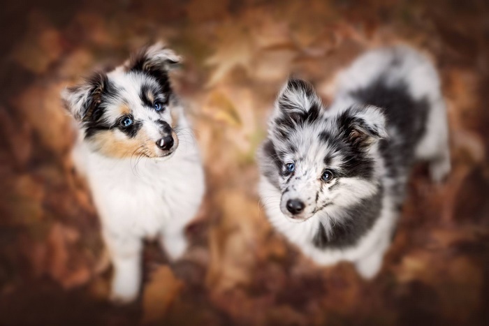 Two Border Collie puppies with blue eyes