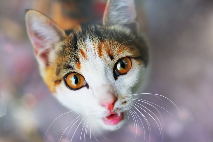 Close-up of a calico cat looking up
