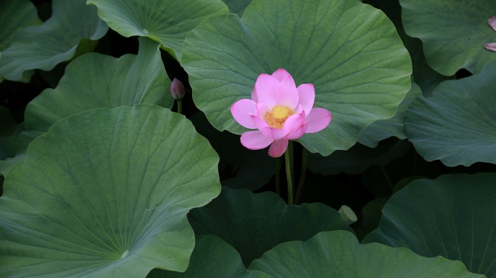 4K pink lotus flower among green leaves