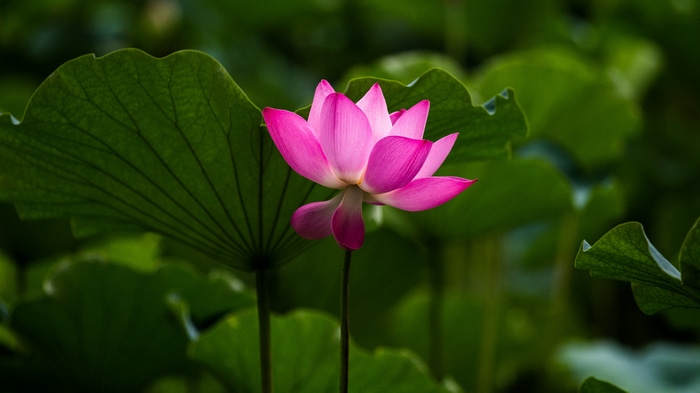 Pink lotus flower among green leaves
