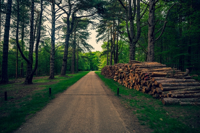 4K forest path with stacked timber