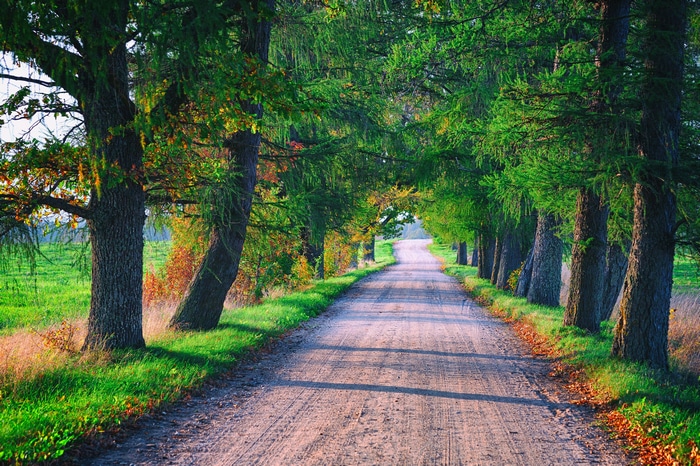 4K dirt road lined with trees in fall