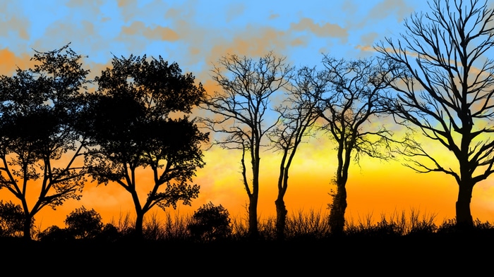 Digital painting of a landscape with trees at sunset