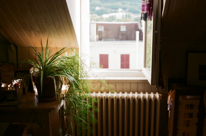 Indoor room with plants and a window view