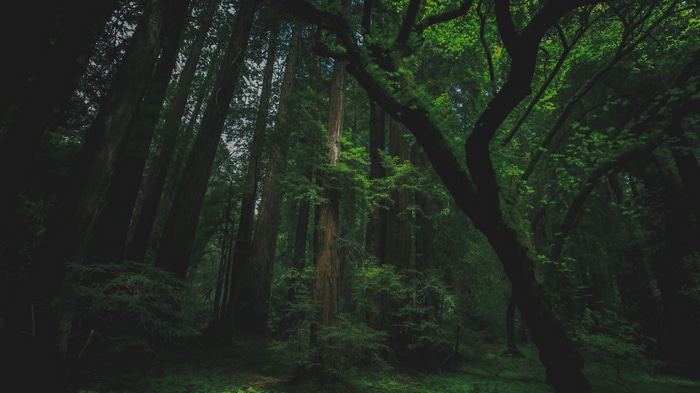 Tall trees in a dark, green forest