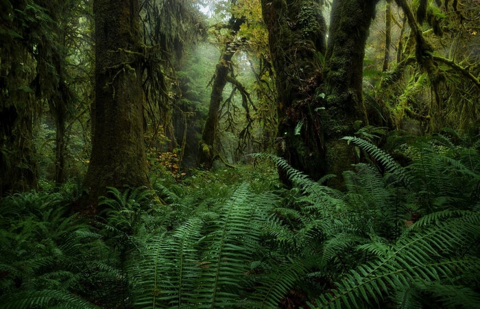Misty rainforest with ferns and moss-covered trees