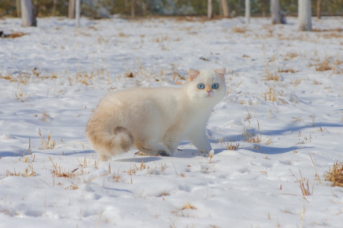 White cat with blue eyes in the snow