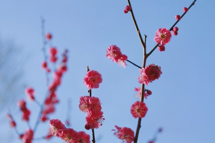 4K pink plum blossoms on branches against blue sky